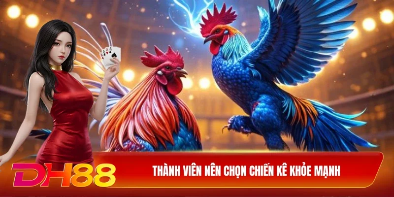 DH88 Đá gà Thomo Thành viên nên chọn chiến kê khỏe mạnh
